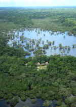AMAZON RIVER CRUISE, ECUADOR [ORIENTE]: Cuyabeno from the air.