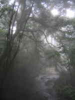 AMAZON RIVER CRUISE, ECUADOR [ORIENTE]: tropical rainforest in Cuyabeno.