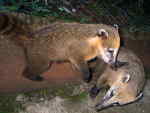 AMAZON RIVER CRUISE, ECUADOR [ORIENTE]: Nose bears in Cuyabeno.