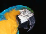 AMAZON RIVER CRUISE, ECUADOR [ORIENTE]: Blue & Yellow macaws in Cuyabeno.