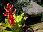 AMAZON RIVER CRUISE, ECUADOR [ORIENTE]: Bromelia in Cuyabeno