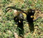 ECUADOR AMAZON TOURS: Monkey visiting the Cuyabeno Lodge. 