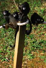 AMAZON RIVER CRUISE, ECUADOR [ORIENTE]: Black Mantled monkeys in Cuyabeno