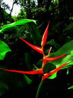 AMAZON RIVER CRUISE, ECUADOR [ORIENTE]: heliconia in Cuyabeno.