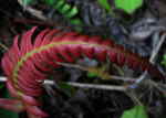 AMAZON RIVER CRUISE, ECUADOR [ORIENTE]: Fern in Cuyabeno.