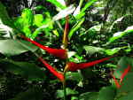 AMAZON RIVER CRUISE, ECUADOR [ORIENTE]: heliconia in Cuyabeno.