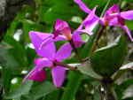 AMAZON RIVER CRUISE, ECUADOR [ORIENTE]: orchids in Cuyabeno.