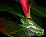 AMAZON RIVER CRUISE, ECUADOR [ORIENTE]: Tree frogs in Cuyabeno.