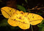 AMAZON RIVER CRUISE, ECUADOR [ORIENTE]: Large yelllow moth in Cuyabeno.