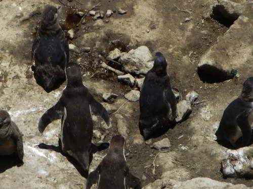 PROMOCIÓN VIAJES ÚLTIMO MOMENTO PARQUE NACIONAL GALAPAGOS: Pingüinos tropicales anidan en Galapagos