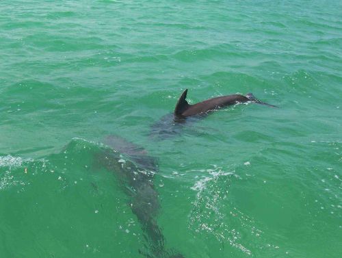 5 - 6 DAY GALAPAGOS NATIONAL PARK ADVENTURE TOURS COSTS [2026]: Bottle Nose Dolphin Galapagos National Park