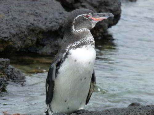 5 - 6 DAY GALAPAGOS NATIONAL PARK ADVENTURE TOURS COSTS [2026]: Equatorial penguins at Galapagos National park