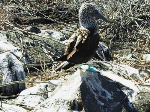 5 - 6 DAY GALAPAGOS NATIONAL PARK ADVENTURE TOURS COSTS [2026]: Close-up Blue-footed Boob, Sula nebouxii,@ Galapagos National Park