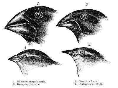 5 - 6 DAY GALAPAGOS NATIONAL PARK ADVENTURE TOURS COSTS [2026]: Darwin finches at Galapagos National Park