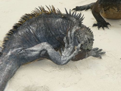 5 - 6 DAY GALAPAGOS NATIONAL PARK ADVENTURE TOURS COSTS [2026]: Sea Iguana Galapagos National Park