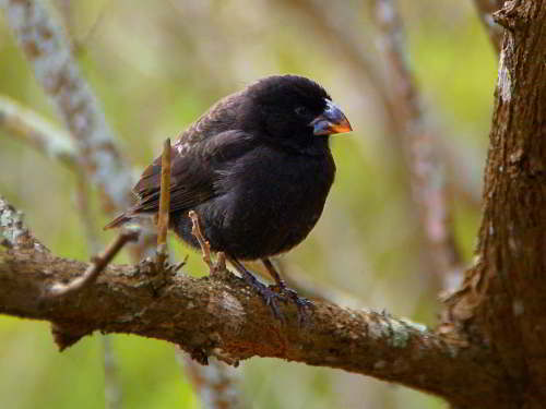 5 - 6 DAY GALAPAGOS NATIONAL PARK ADVENTURE TOURS COSTS [2026]: Galapagos Finch at Galapagos National Park