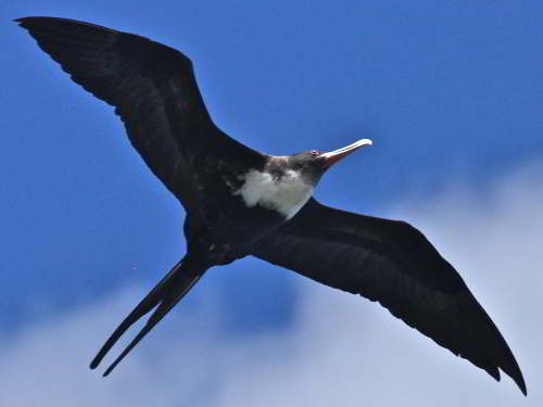 5 - 6 DAY GALAPAGOS NATIONAL PARK ADVENTURE TOURS COSTS [2026]: Great frigate bird with inflated bag at Galapagos National Park