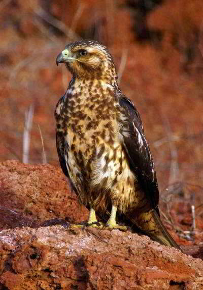 5 - 6 DAY GALAPAGOS NATIONAL PARK ADVENTURE TOURS COSTS [2026]: Galapagos Hawk at Galapagos National Park