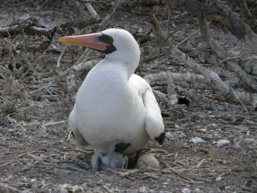 5 - 6 DAY GALAPAGOS NATIONAL PARK ADVENTURE TOURS COSTS [2026]: Nazca Booby with Chick at Galapagos National Park
