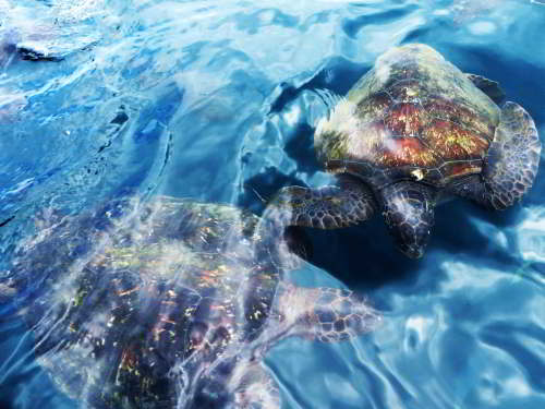 5 - 6 DAY GALAPAGOS NATIONAL PARK ADVENTURE TOURS COSTS [2026]: Marine turtles.