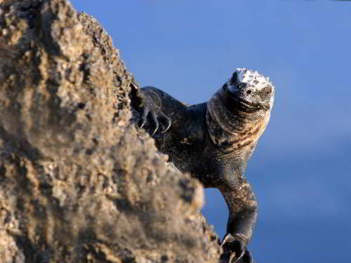 5 - 6 DAY GALAPAGOS NATIONAL PARK ADVENTURE TOURS COSTS [2026]: Galapagos National Park Marine Iguana