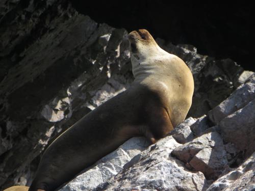 5 - 6 DAY GALAPAGOS NATIONAL PARK ADVENTURE TOURS COSTS [2026]: Sea Lion Zalophus Wollebaeki, Galapagos Islands, Ecuador