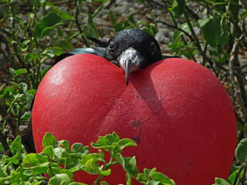 TOURS GALAPAGOS ISLANDS & CRUISE DEALS [2026]: Male Great Frigate Bird with expandes throat at Galapagos National Park