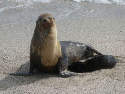 5 - 6 DAY GALAPAGOS NATIONAL PARK ADVENTURE TOURS COSTS [2026]: Sea Lions Galapagos Islands