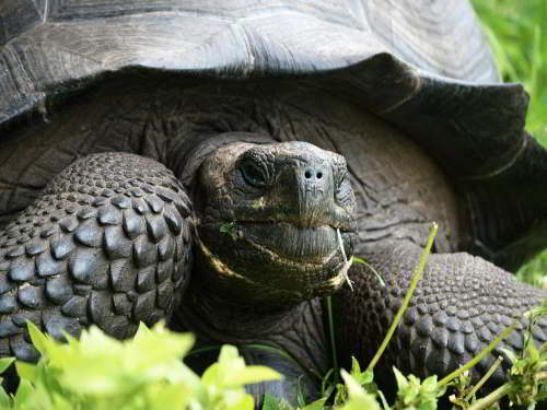 5 - 6 DAY GALAPAGOS NATIONAL PARK ADVENTURE TOURS COSTS [2026]: The new subspecies, the Eastern Santa Cruz Tortoise, Chelonoidis nigra donfaustoi.