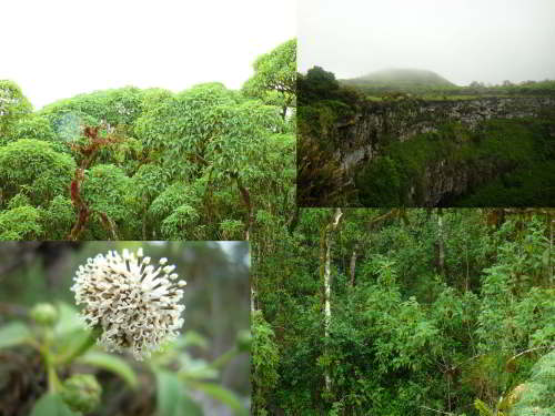 5 - 6 DAY GALAPAGOS NATIONAL PARK ADVENTURE TOURS COSTS [2026]: Galapagos Islands, Ecuador, forest grows at higher elevations