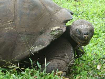 5 - 6 DAY GALAPAGOS NATIONAL PARK ADVENTURE TOURS COSTS [2026]: Giant Tortoise at Galapagos national park