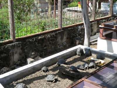 5 - 6 DAY GALAPAGOS NATIONAL PARK ADVENTURE TOURS COSTS [2026]: Tortoise nursery at the Darwin Center at Galapagos National Park