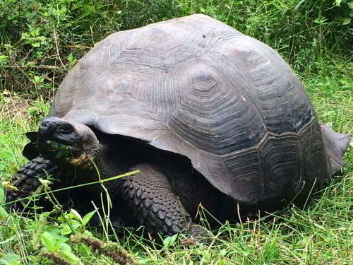 5 - 6 DAY GALAPAGOS NATIONAL PARK ADVENTURE TOURS COSTS [2026]: Recently discovered: Eastern Santa Cruz Tortoise, Chelonoidis nigra donfaustoi.