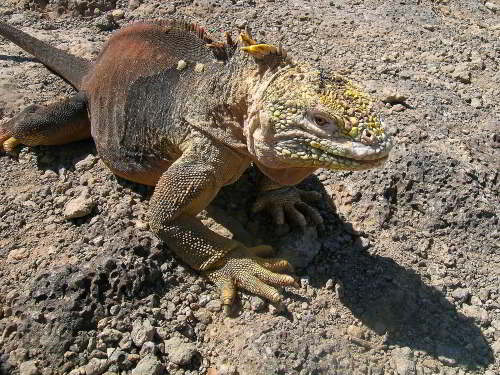 PROMOCIÓN VIAJES ÚLTIMO MOMENTO PARQUE NACIONAL GALAPAGOS: Iguana Terrestre