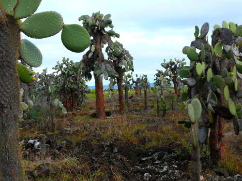 PROMOCIÓN VIAJES ÚLTIMO MOMENTO PARQUE NACIONAL GALAPAGOS: Vegetación de Bosque de Pera Espinosa