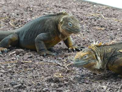 PROMOCIÓN VIAJES ÚLTIMO MOMENTO PARQUE NACIONAL GALAPAGOS: Macho de la Iguana Terrestre en el  archipielago
