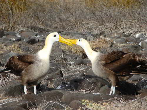 PROMOCIÓN VIAJES ÚLTIMO MOMENTO PARQUE NACIONAL GALAPAGOS: Albatros ondulado cortejando