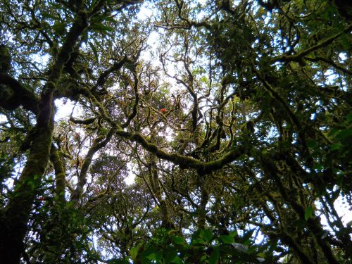 Aktive Vulkane Ecuador: Anden Hochgebirgewald