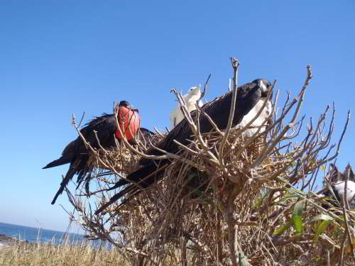 PROMOCIÓN VIAJES ÚLTIMO MOMENTO PARQUE NACIONAL GALAPAGOS: Colonia de Fregata Magnífica 