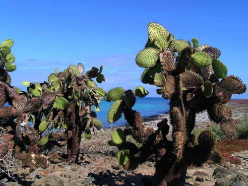 PROMOCIÓN VIAJES ÚLTIMO MOMENTO PARQUE NACIONAL GALAPAGOS: Cactus Pera Espinosa del género Opuntia
