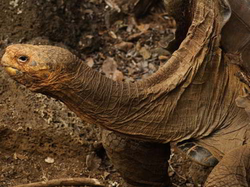 INDIVIDUELE RONDREIZEN ECUADOR: Giant Tortoise at Galapagos national park