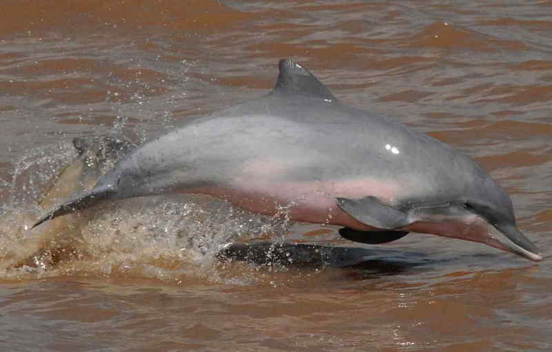 amazon_dolphin