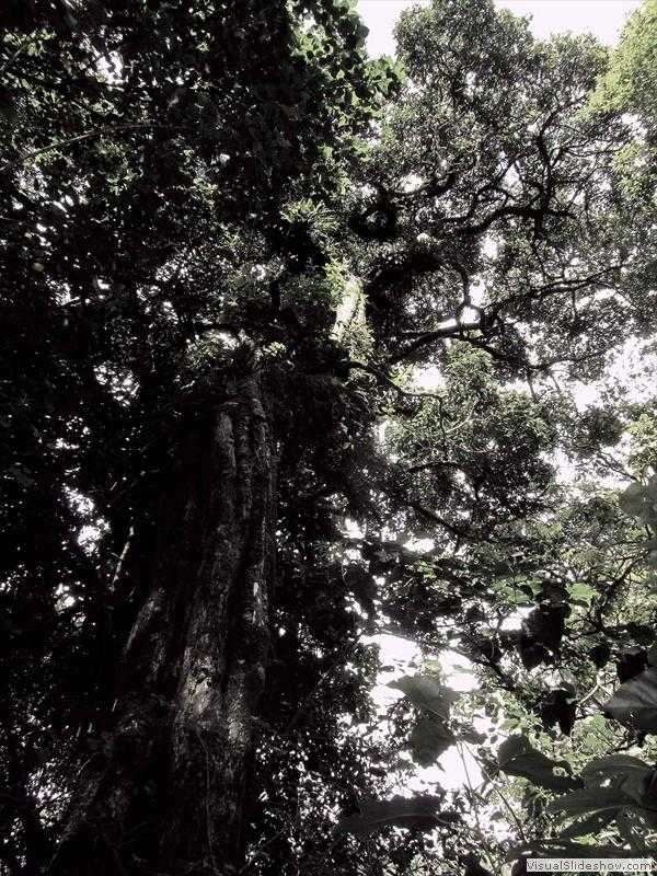 amazon_rainforest_trees