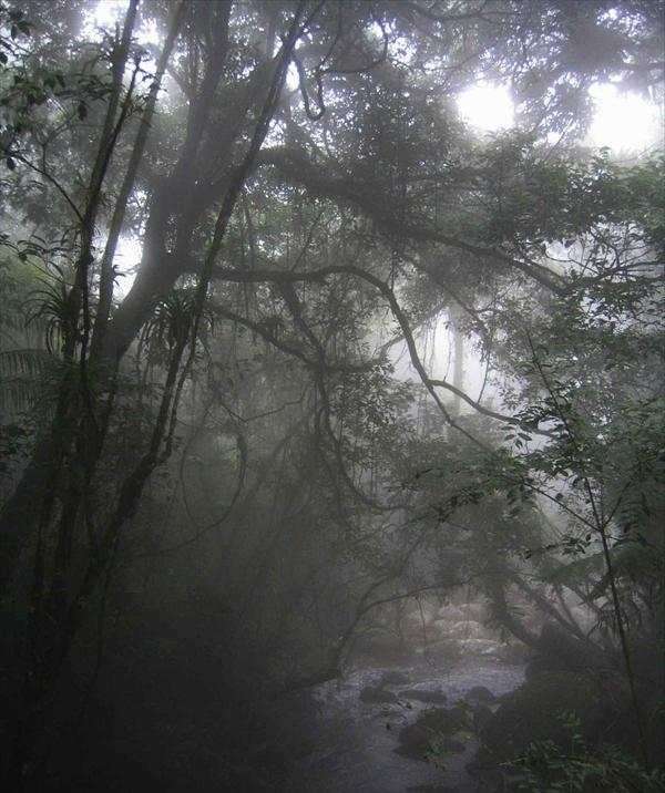 amazon_rainforest_vegetation