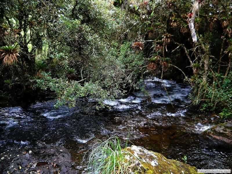 andes_mountain_forest_ecuador