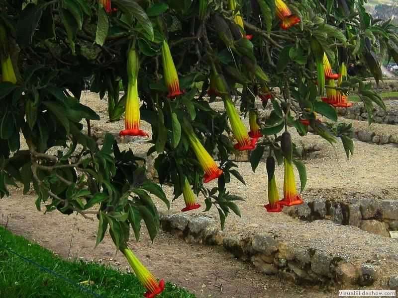 andes_scarlet_angels_trumpet_rugmansia_sanguinea_ecuador