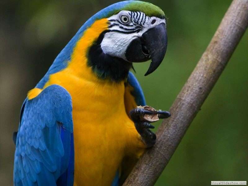 blue-and-yellow-macaw-ara-ararauna