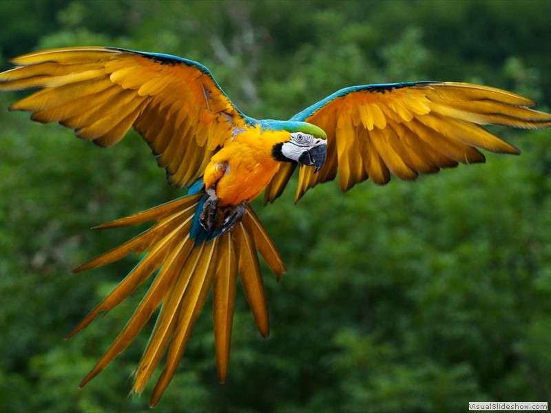 blue-and-yellow-macaw-in-flight