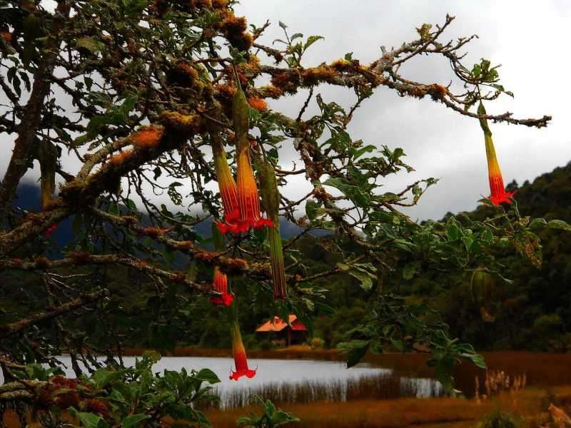 cajas_andes_mountains_red_angels_trumpet_small