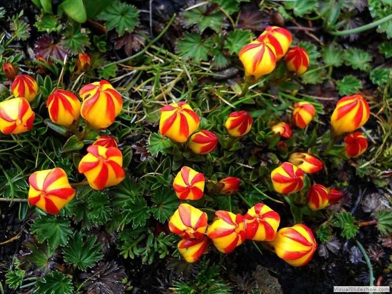 cajas_paramo_tulip_gentianella_hirculus